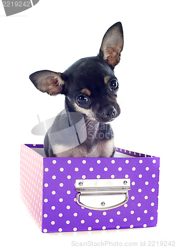 Image of chihuahua in box