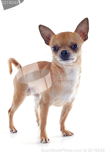 Image of male chihuahua