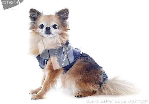 Image of dressed chihuahua