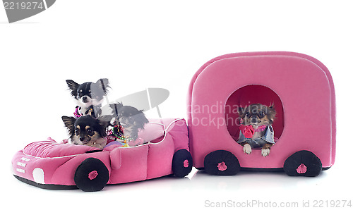 Image of chihuahuas in car