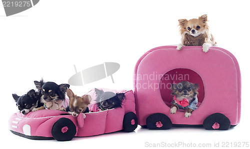 Image of chihuahuas in car