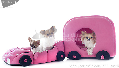 Image of chihuahuas in car