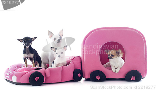 Image of chihuahuas in car