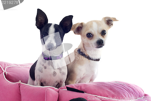 Image of chihuahuas