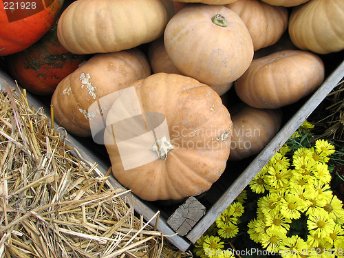 Image of Autumn vegetable market: pumpkins and yellow chrysanthemums