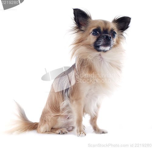 Image of chihuahua