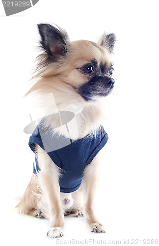 Image of chihuahua dressed