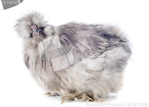 Image of young Silkie