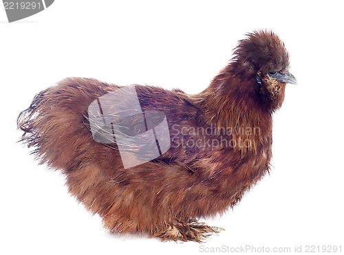 Image of young Silkie