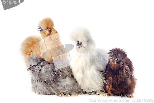 Image of young Silkies