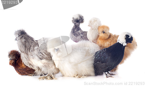 Image of young Silkies and dutch bantam