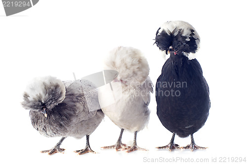 Image of dutch bantam