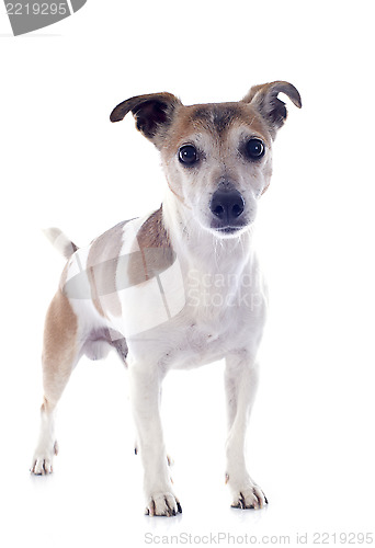 Image of jack russel terrier