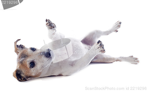 Image of playing jack russel terrier