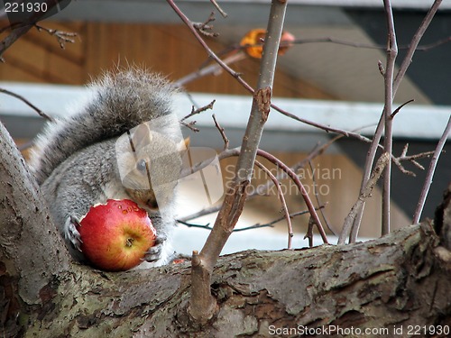 Image of Cute squirrel eating a big red apple