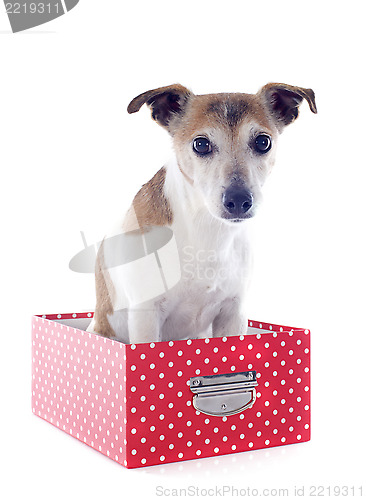 Image of jack russel terrier in a box