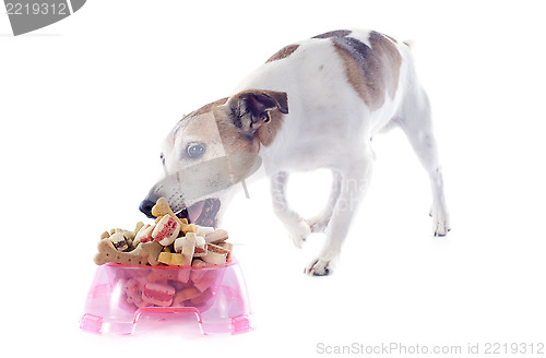 Image of eating jack russel terrier