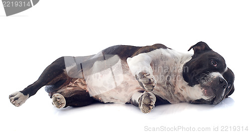 Image of staffordshire bull terrier laid down