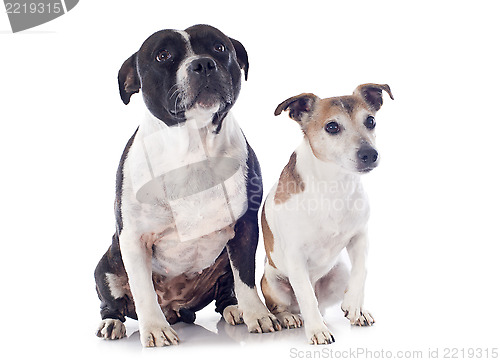 Image of staffordshire bull terrier and jack russel terrier