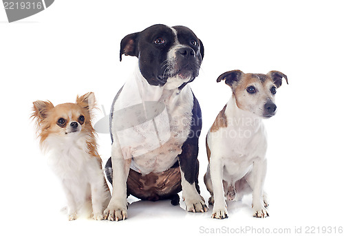 Image of three dogs