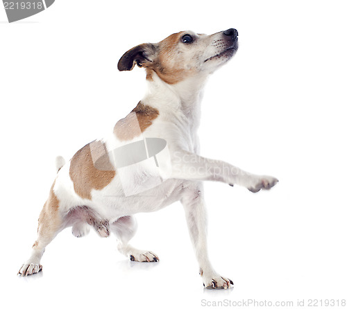 Image of jack russel terrier