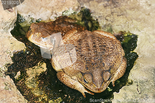 Image of Toad