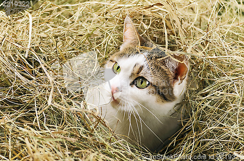 Image of Cat In Hay