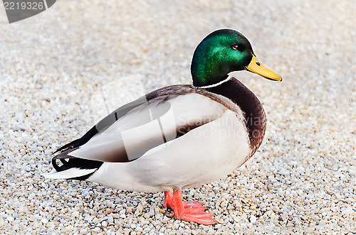 Image of Wild Duck 