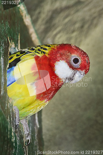 Image of Rosella Parakeet