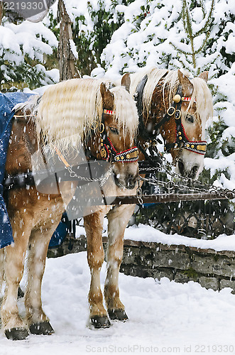 Image of Christmas Horses