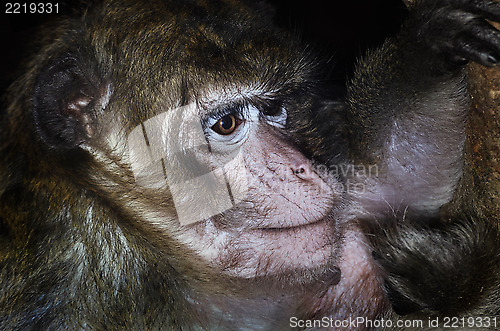 Image of Macaque