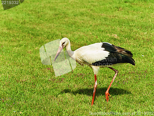 Image of Stork