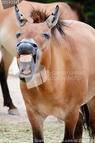 Image of Przewalski Horse