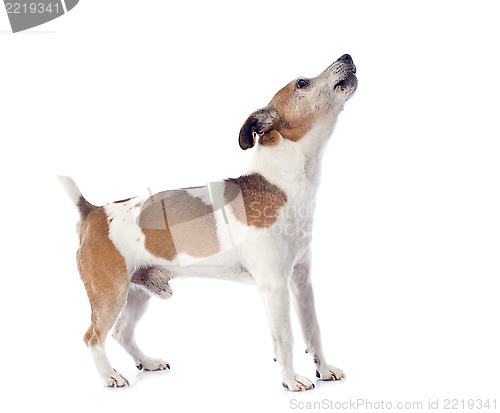 Image of barking jack russel terrier