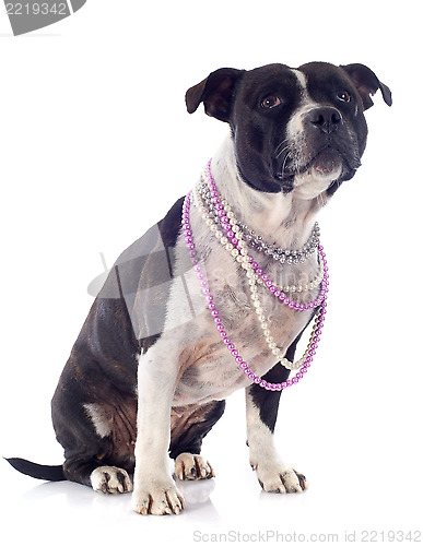 Image of staffordshire bull terrier and pearl collar