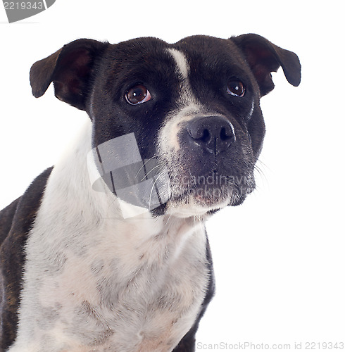 Image of staffordshire bull terrier