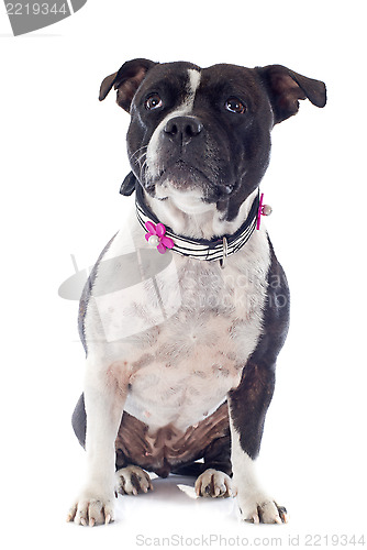 Image of staffordshire bull terrier