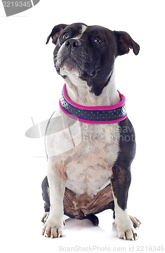 Image of staffordshire bull terrier