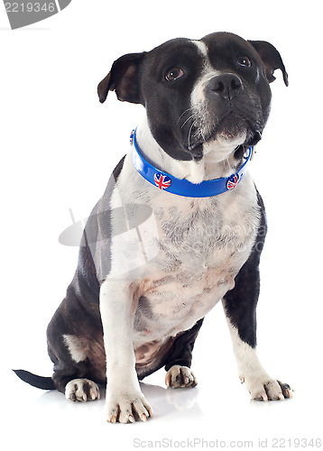 Image of staffordshire bull terrier