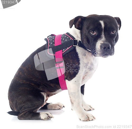 Image of staffordshire bull terrier