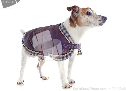 Image of jack russel terrier with coat