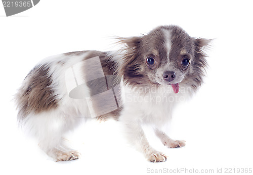 Image of puppy chihuahua