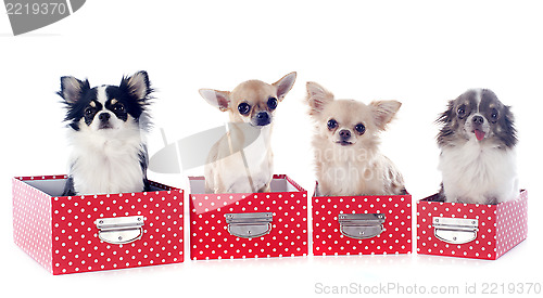 Image of four chihuahuas