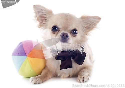 Image of puppy chihuahua