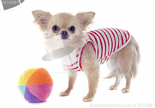 Image of puppy chihuahua and ball