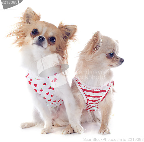 Image of puppies chihuahua