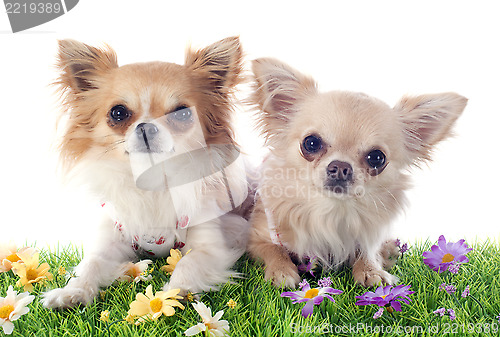 Image of puppies chihuahua