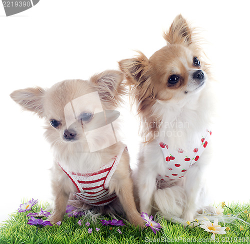 Image of puppies chihuahua