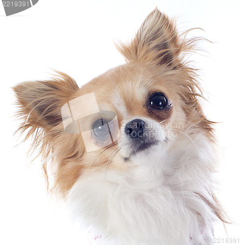 Image of puppy chihuahua