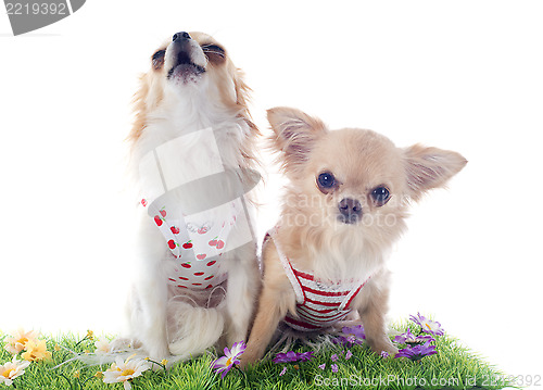 Image of chihuahuas in grass